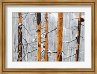 Forest fire, Winter, Kootenay NP, British Columbia Fine Art Print