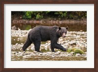 Grizzly bear fishing for salmon in Great Bear Rainforest, Canada Fine Art Print