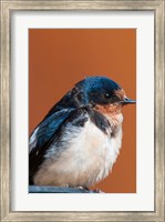 Barn swallow, Great Bear Rainforest, British Columbia, Canada Fine Art Print