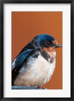 Barn swallow, Great Bear Rainforest, British Columbia, Canada Fine Art Print