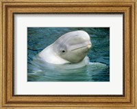 Beluga Whale, Beluga whale, Vancouver Aquarium Fine Art Print
