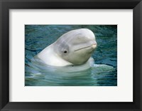 Beluga Whale, Beluga whale, Vancouver Aquarium Fine Art Print
