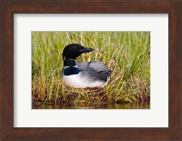 British Columbia, Common Loon bird Fine Art Print