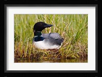 British Columbia, Common Loon bird Fine Art Print