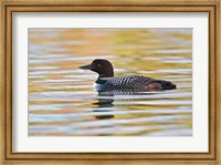 British Columbia, Common Loon bird on lake at sunrise Fine Art Print