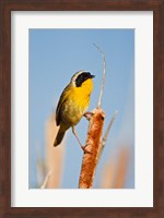 British Columbia, Common Yellowthroat breeding territory Fine Art Print