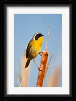British Columbia, Common Yellowthroat breeding territory Fine Art Print