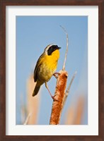 British Columbia, Common Yellowthroat breeding territory Fine Art Print