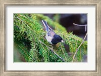 British Columbia, Dark-eyed Junco bird in a conifer Fine Art Print