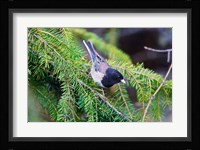 British Columbia, Dark-eyed Junco bird in a conifer Fine Art Print