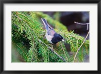 British Columbia, Dark-eyed Junco bird in a conifer Fine Art Print