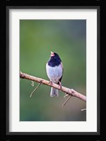 British Columbia, Dark-eyed Junco bird, singing Fine Art Print
