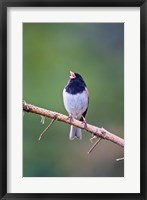 British Columbia, Dark-eyed Junco bird, singing Fine Art Print