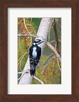 British Columbia, Downy Woodpecker bird, male (back view) Fine Art Print