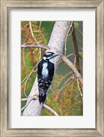 British Columbia, Downy Woodpecker bird, male (back view) Fine Art Print