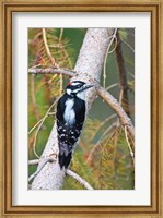 British Columbia, Downy Woodpecker bird, male (back view) Fine Art Print