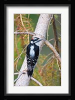 British Columbia, Downy Woodpecker bird, male (back view) Fine Art Print