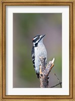 British Columbia, Downy Woodpecker bird, male (front view) Fine Art Print