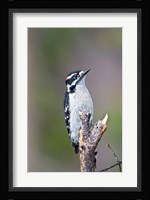 British Columbia, Downy Woodpecker bird, male (front view) Fine Art Print