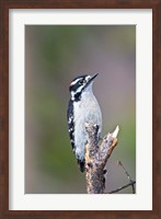 British Columbia, Downy Woodpecker bird, male (front view) Fine Art Print