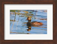 British Columbia, Eared Grebe bird in marsh Fine Art Print