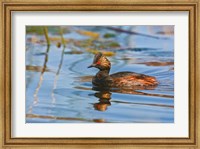 British Columbia, Eared Grebe bird in marsh Fine Art Print