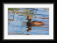 British Columbia, Eared Grebe bird in marsh Fine Art Print