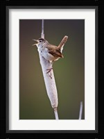 British Columbia, Kamloops, Marsh Wren Fine Art Print