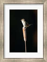 British Columbia, Marsh Wren bird from a cattail Fine Art Print