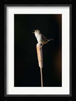 British Columbia, Marsh Wren bird from a cattail Fine Art Print