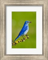 British Columbia, Mountain Bluebird with caterpillars Fine Art Print