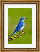 British Columbia, Mountain Bluebird with caterpillars Fine Art Print