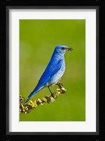 British Columbia, Mountain Bluebird with caterpillars Fine Art Print