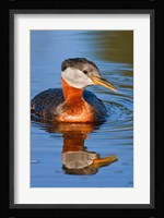 British Columbia, Red-necked Grebe bird in lake Fine Art Print