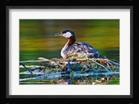 British Columbia, Red-necked Grebe bird on nest Fine Art Print
