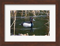 British Columbia, Ring-necked Duck in marsh Fine Art Print