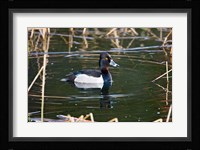 British Columbia, Ring-necked Duck in marsh Fine Art Print