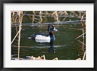 British Columbia, Ring-necked Duck in marsh Fine Art Print