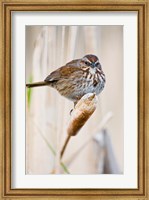 British Columbia, Song Sparrow bird on cattail Fine Art Print