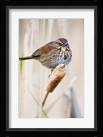British Columbia, Song Sparrow bird on cattail Fine Art Print