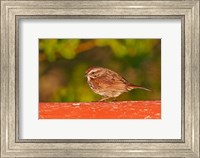 British Columbia, Song Sparrow bird, bridge raining Fine Art Print