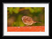 British Columbia, Song Sparrow bird, bridge raining Fine Art Print