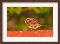 British Columbia, Song Sparrow bird, bridge raining Fine Art Print