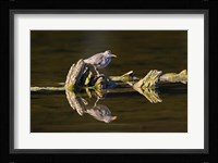 British Columbia, Spotted Sandpiper, Deadwood Fine Art Print