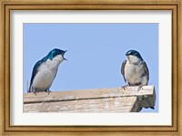 British Columbia, Tree Swallows perched on bird house Fine Art Print