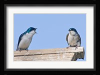British Columbia, Tree Swallows perched on bird house Fine Art Print