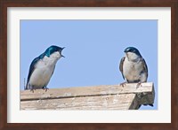 British Columbia, Tree Swallows perched on bird house Fine Art Print