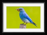 Mountain Bluebird with caterpillars near Kamloops, British Columbia, Canada Fine Art Print