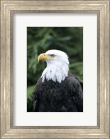Bald eagle, British Columbia, Canada Fine Art Print