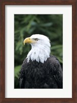 Bald eagle, British Columbia, Canada Fine Art Print